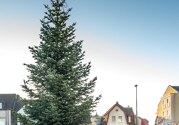 Weihnachtsbaum 2020